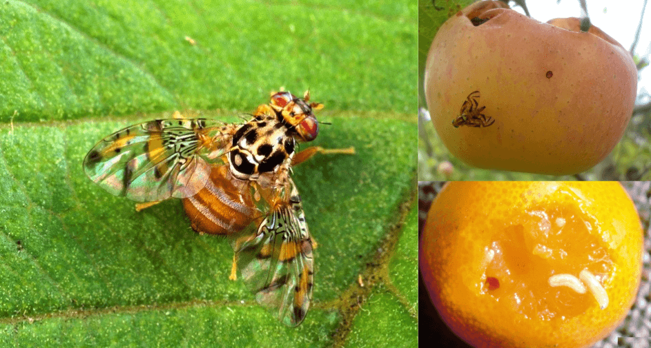 Mosca de la Fruta: La Plaga que Puede Dejarte sin Cosecha