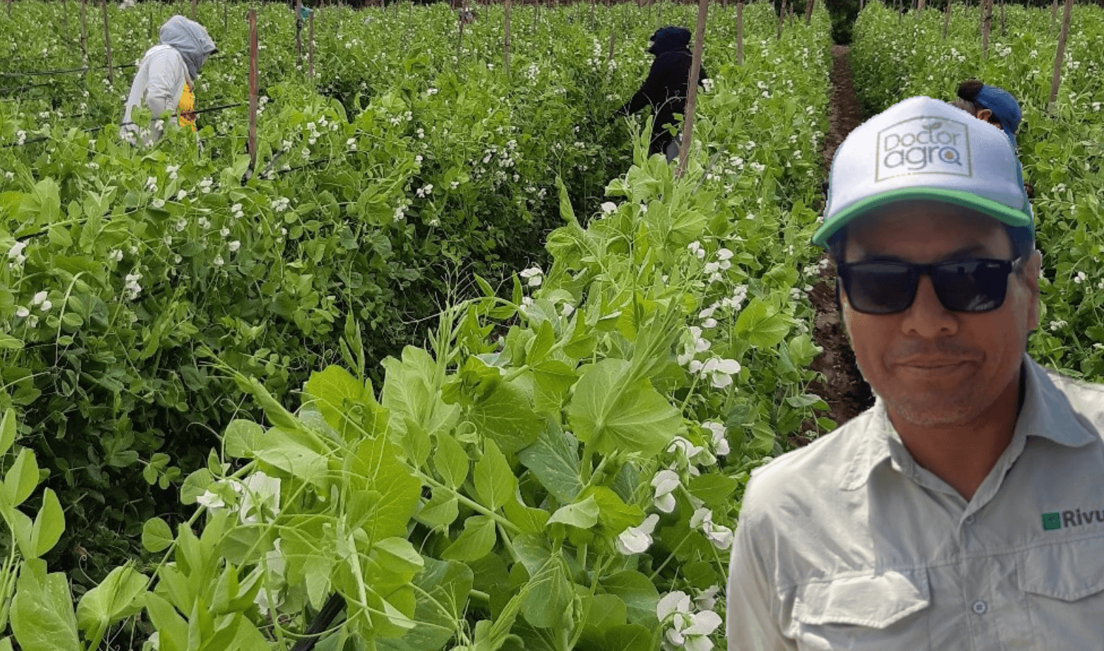 Luis Olórtegui: Recomendaciones para Controlar las Principales Plagas en el Cultivo de Arveja