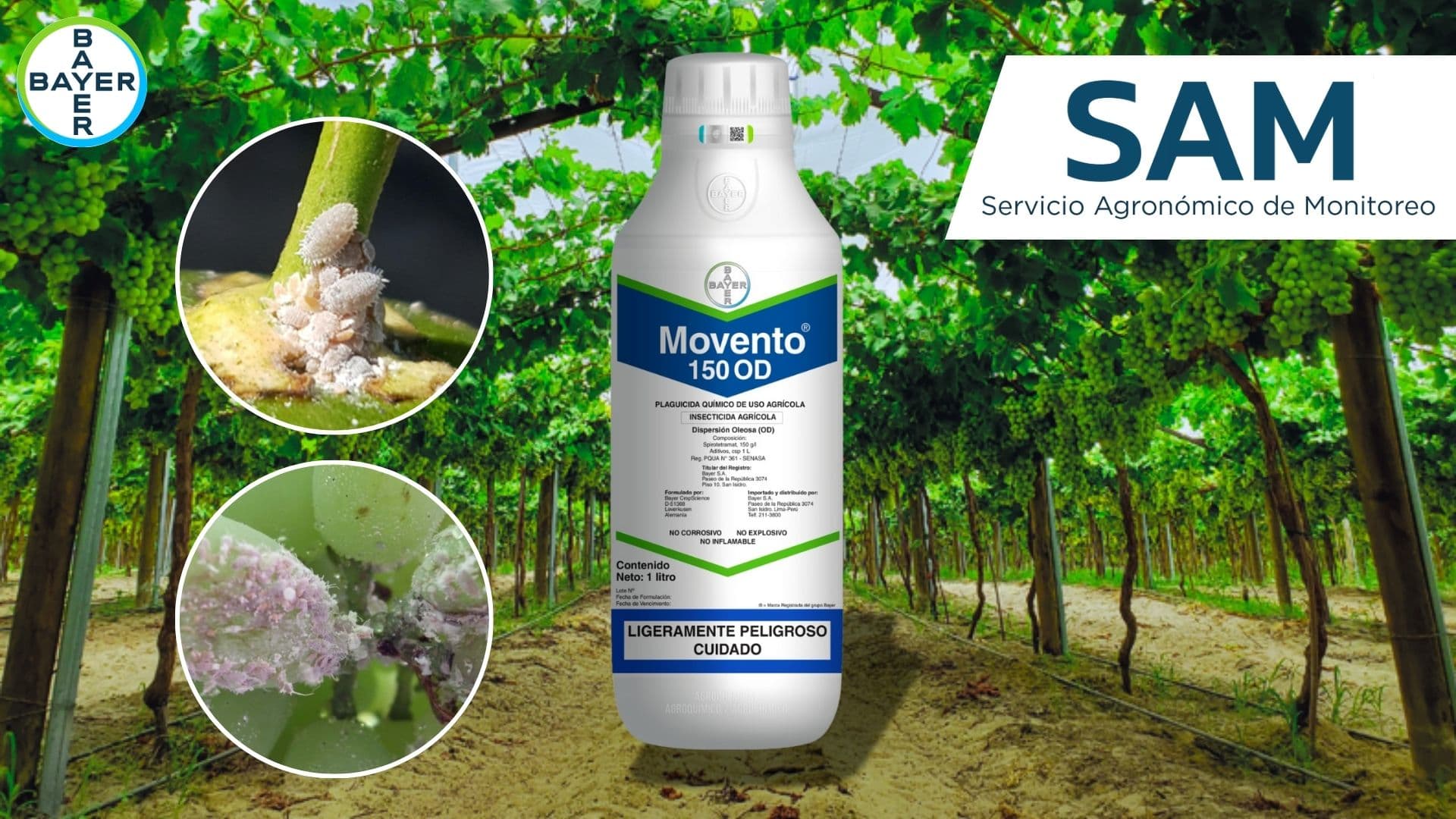 Bayer nos presenta SAM, el Servicio Agronómico de Monitoreo para Chanchito Blanco