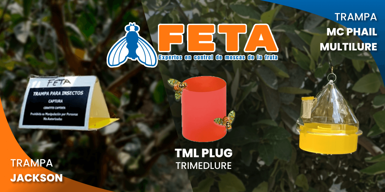 FETA Servicios: Innovación sostenible para el control de la mosca de la fruta