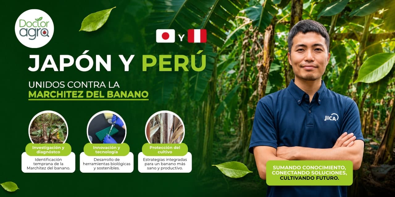 JAPÓN Y PERÚ UNIDOS CONTRA LA MARCHITEZ DEL BANANO: INNOVACIÓN Y ALERTA TEMPRANA PARA PROTEGER LA PRODUCCIÓN