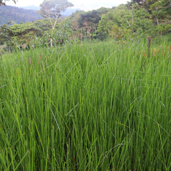 vetiveria