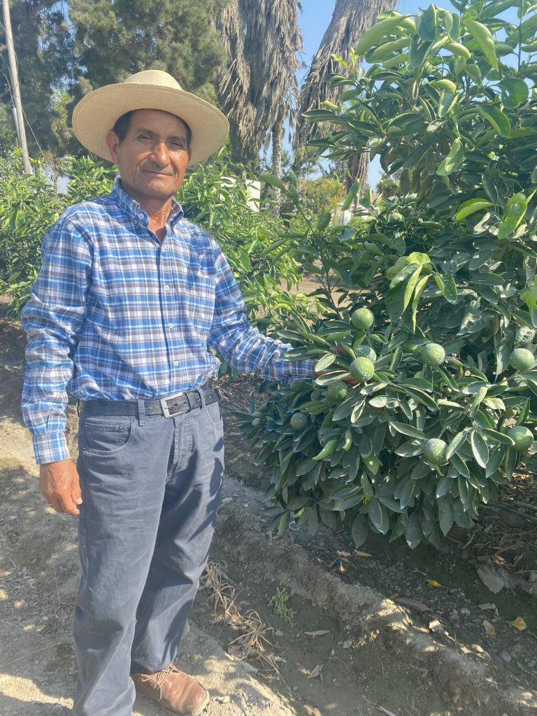 Felizardo Fabián comenta sobre el impacto del Fenómeno El Niño sobre la mandarina