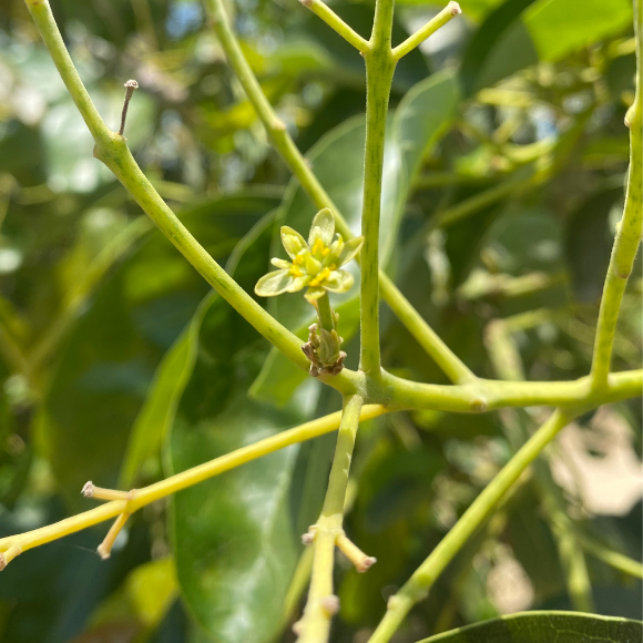 La floración es la etapa crítica de cladosporium en palto