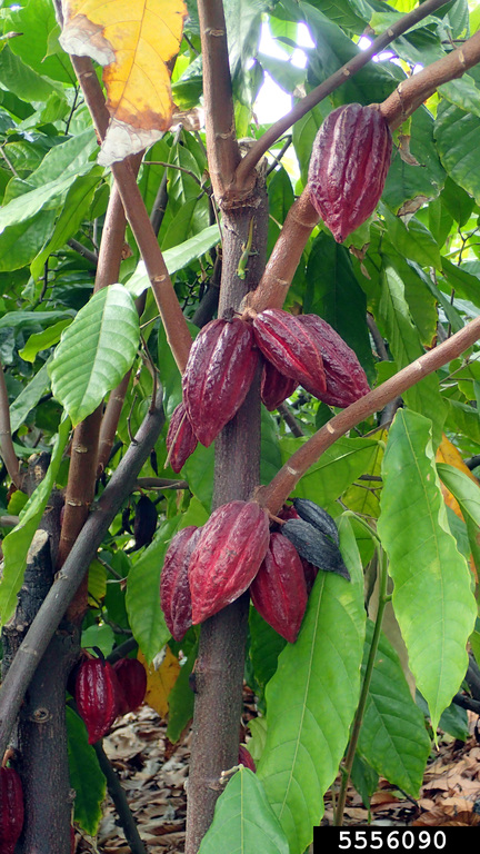 EL cacao es uno de los cultivos más afectados por la presencia de cadmio