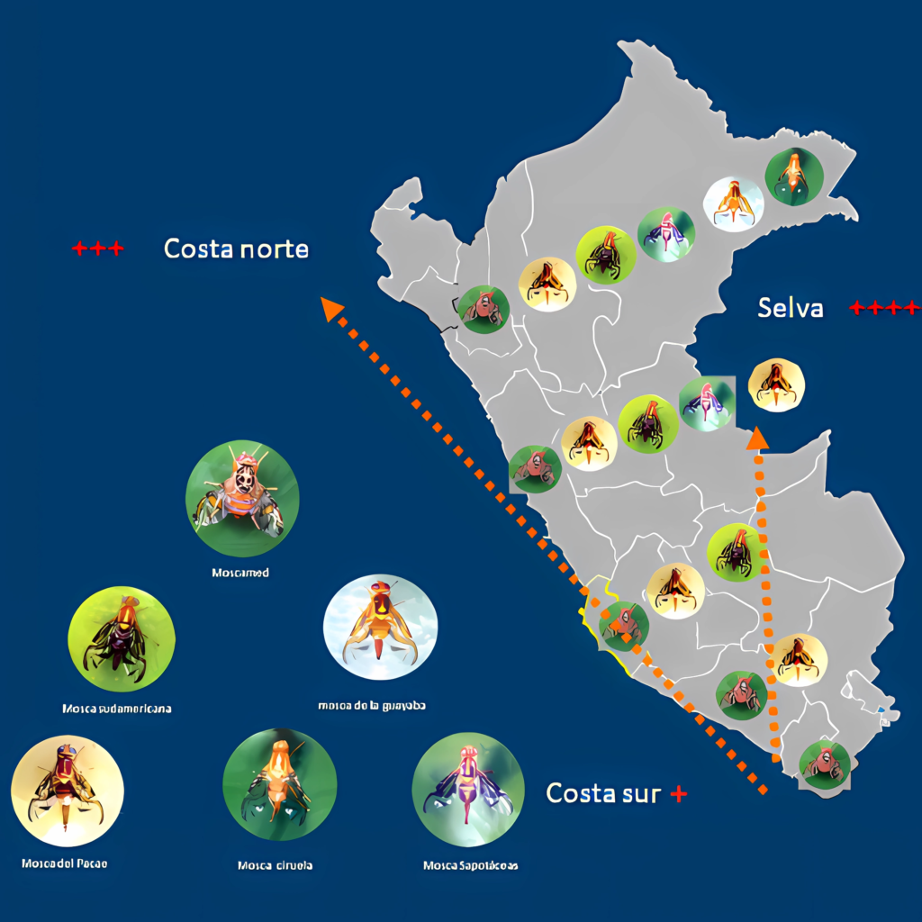 Distribución de especies de mosca de la fruta en el Perú