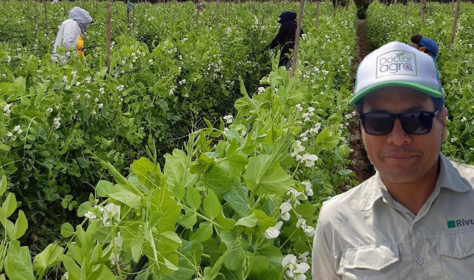 Luis Olórtegui: Recomendaciones para Controlar las Principales Plagas en el Cultivo de Arveja