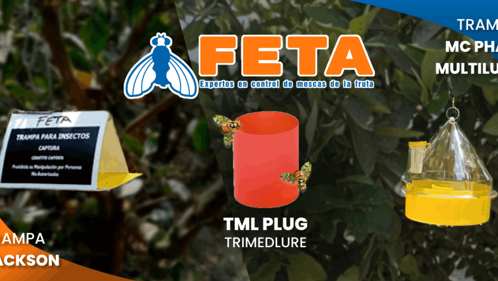 Feta Servicios Mosca de la fruta