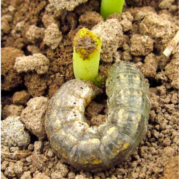 gusanos de tierra Agrotis daño