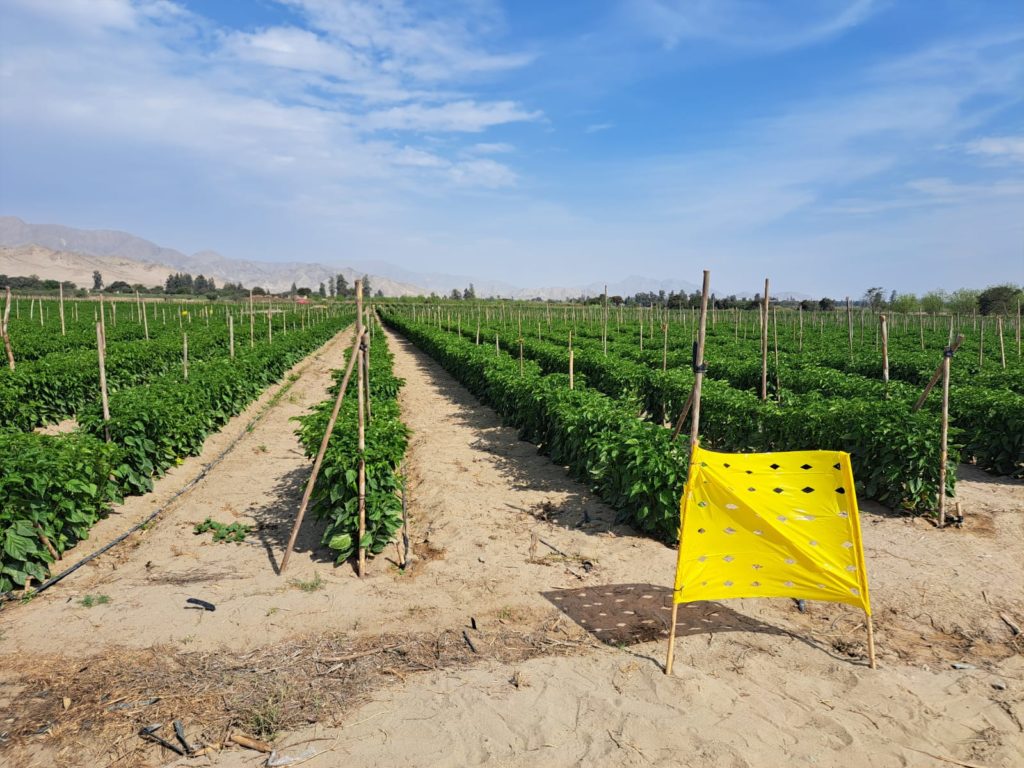 Trampas amarillas en campo de ají