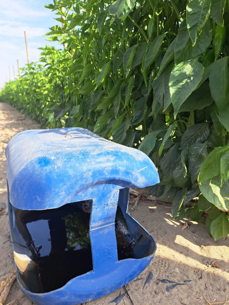 trampas de melaza en cultivo de ají