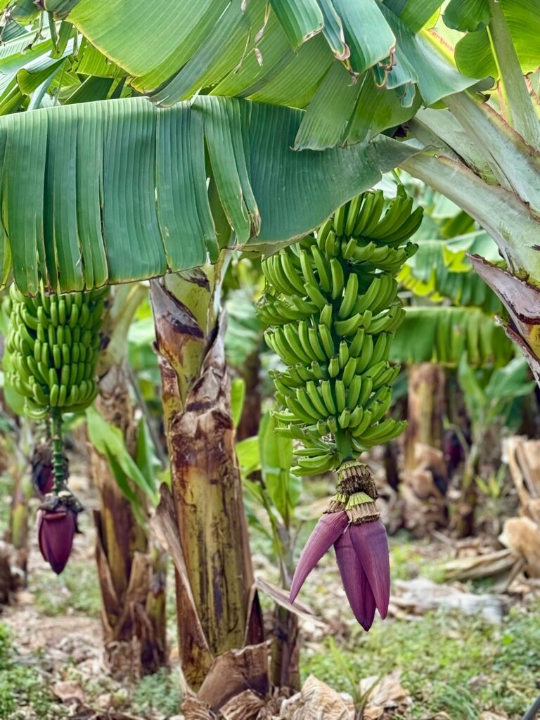 planta de banano