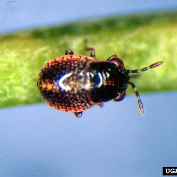 Ninfa de Geocoris